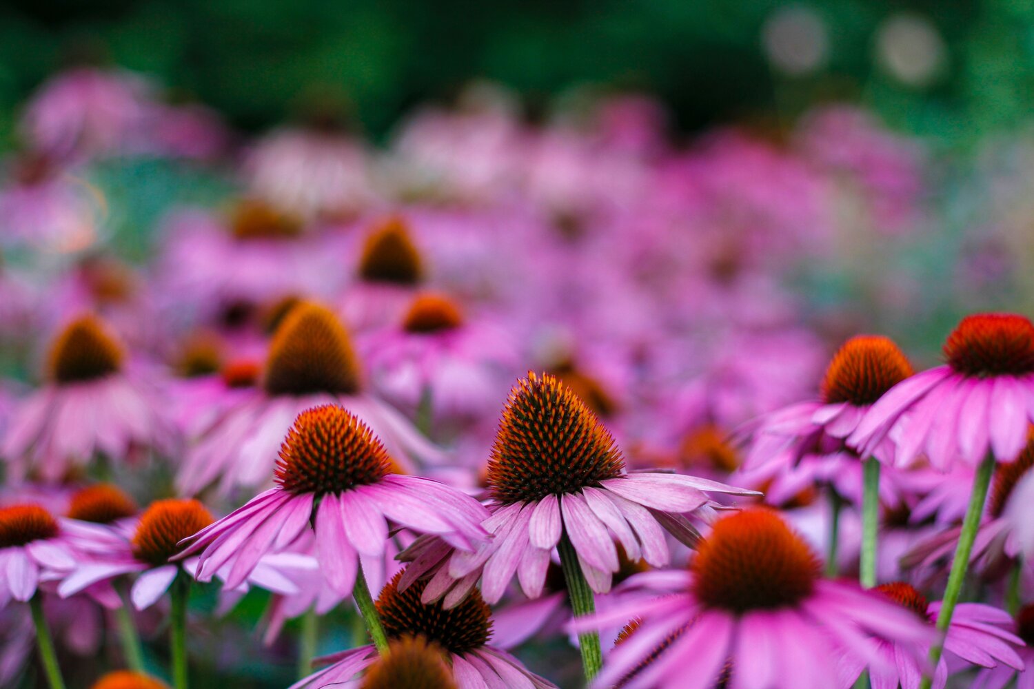 Las mejores plantas para el sistema inmunitario