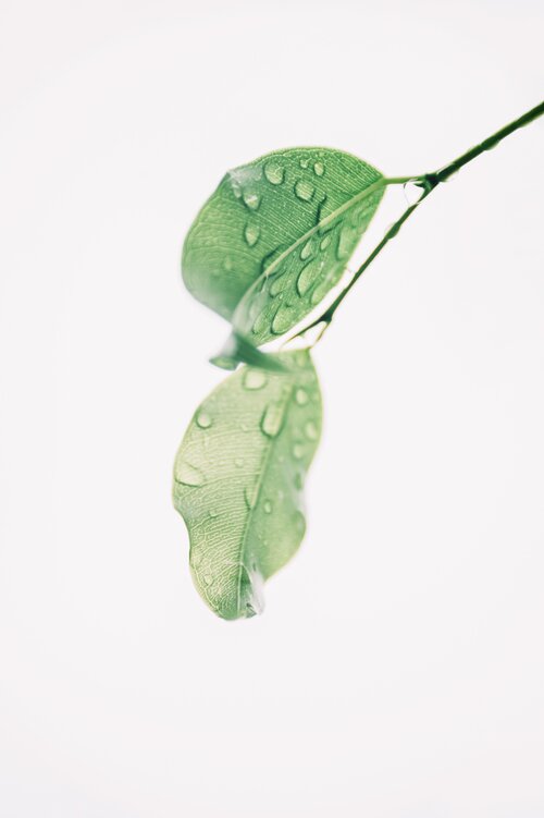 photography of wet green leaves 1650627 2