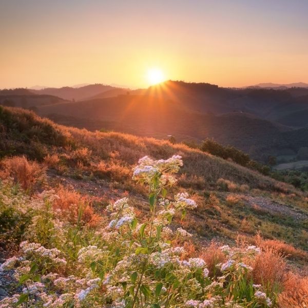 Vitamina D para el sistema inmunitario, regular la inflamación y la salud ósea